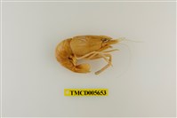 藏品(粗糙沼蝦)的圖片